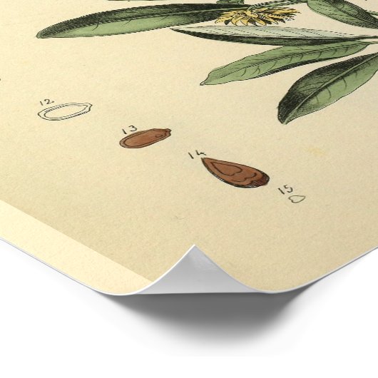 Poster Os crâne Anatomie Herbal Art Imprimer (Coin)