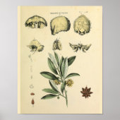 Poster Os crâne Anatomie Herbal Art Imprimer (Devant)