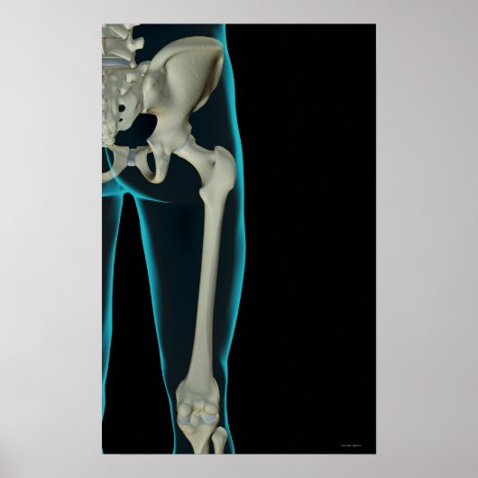 Poster Os de la hanche 2 (Devant)