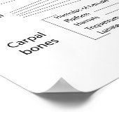 Poster Os de la main, diagramme étiqueté. (Coin)