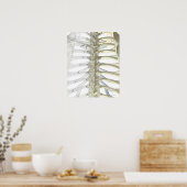 Poster Os de la vertèbre thoracique 2 (Cuisine)