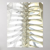 Poster Os de la vertèbre thoracique 2 (Devant)