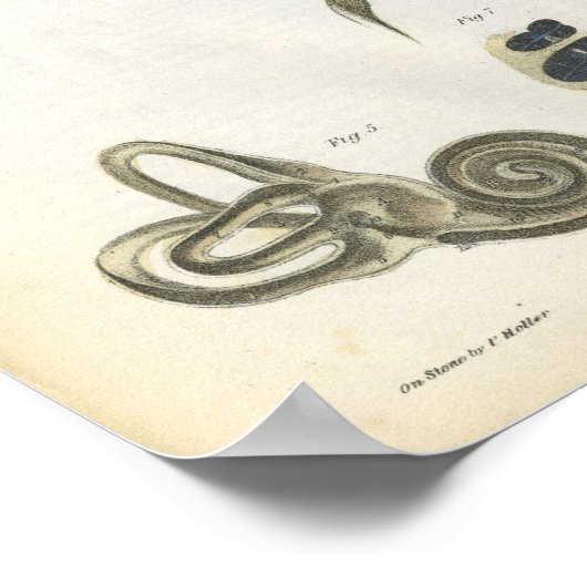 Poster Os de l'anatomie de l'oreille Imprimer (Coin)