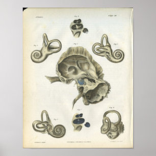 Poster Os de l'anatomie de l'oreille Imprimer