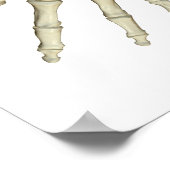 Poster Os de l'avant-bras (Coin)