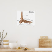 Poster Os de pied, diagramme étiqueté. (Cuisine)