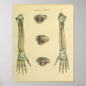 Poster Os main bras yeux Anatomie Art Imprimer (Devant)