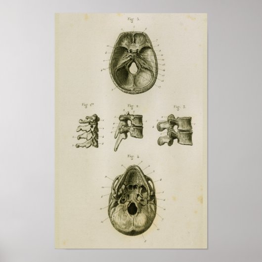Poster Os Vertèbres du crâne Anatomie Vintage Imprimer (Devant)