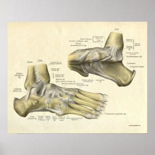 Poster Os vintages d'impression d'anatomie de pied
