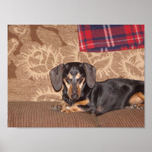 Poster Oscar Wiener Dog (Devant)