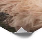 Poster Oso de peluche (Coin)