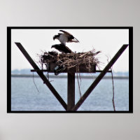 Osprey