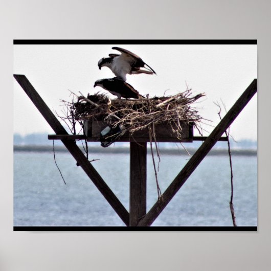 Poster Osprey (Devant)
