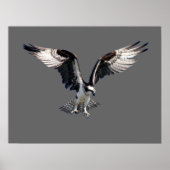 Poster Osprey (Devant)