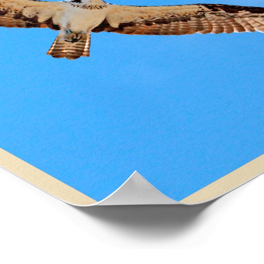 Poster Osprey (Coin)