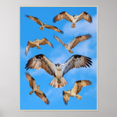 Poster Osprey (Devant)