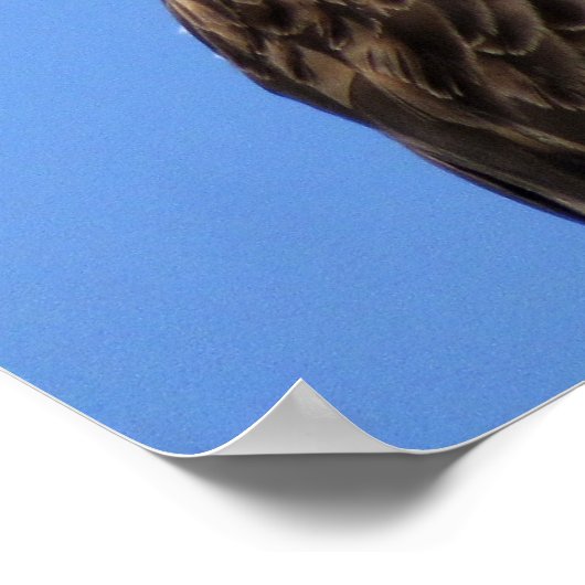 Poster Osprey (4964) (Coin)