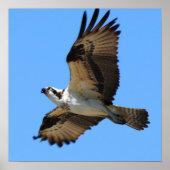 Poster Osprey Bird (Devant)