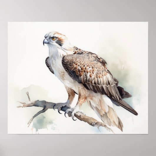 Poster Osprey Bird Art Imprimer l'affiche (Devant)
