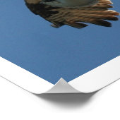 Poster Osprey Bird & Halibut Fish Print (Coin)