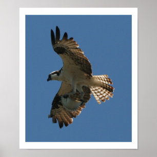 Poster Osprey Bird & Halibut Fish Print