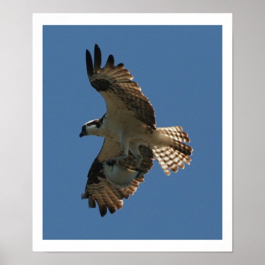 Poster Osprey Bird & Halibut Fish Print (Devant)