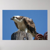 Poster Osprey Bird Imprimer (Devant)