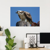 Poster Osprey Bird Imprimer (Bureau à domicile)
