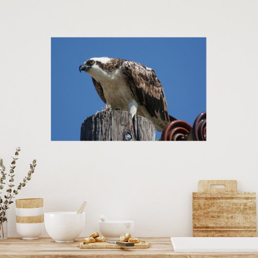 Poster Osprey Bird Imprimer (Cuisine)