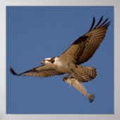 Poster Osprey Fisher (Devant)