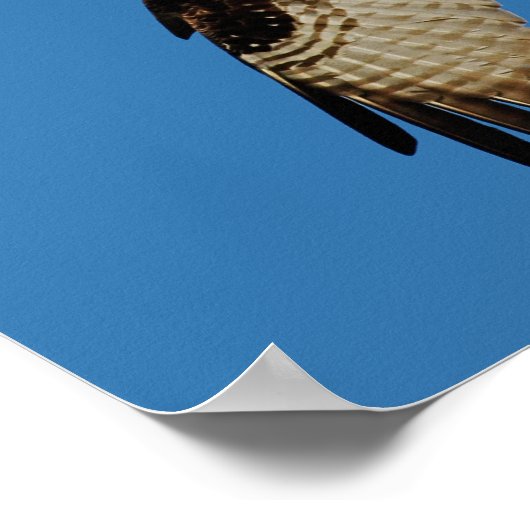Poster Osprey Hovering (Coin)
