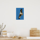 Poster Osprey Hovering (Cuisine)