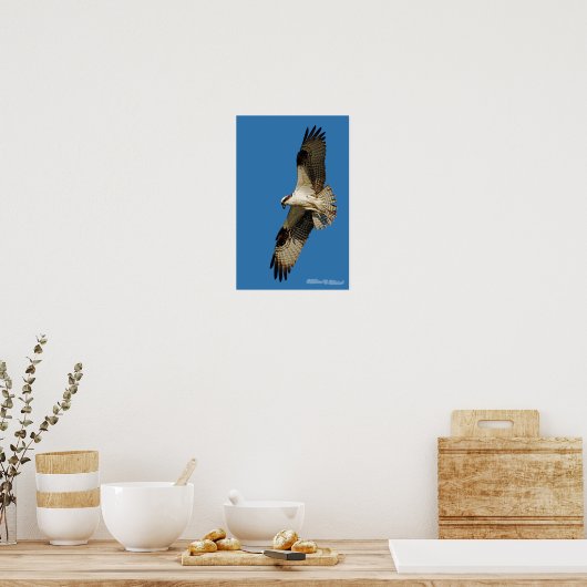 Poster Osprey Hovering (Cuisine)