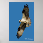 Poster Osprey Hovering (Devant)