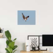 Poster Osprey juvénile en vol (Bureau à domicile)