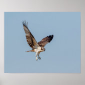 Poster Osprey juvénile en vol (Devant)