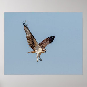 Poster Osprey juvénile en vol