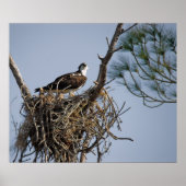Poster Osprey Nest (Devant)