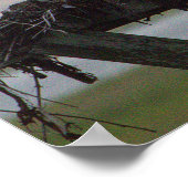 Poster Osprey Nest (Coin)
