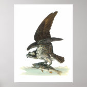 Poster Osprey par Audubon (Devant)