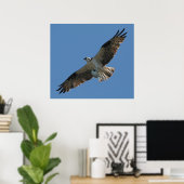 Poster Osprey Raptor Bird & Halibut Fish Imprimer (Bureau à domicile)