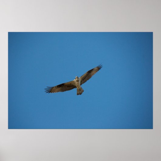 Poster Osprey "Roi de la rivière Morte" (Devant)