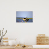 Poster Ospreys dans le nid Photo (Cuisine)
