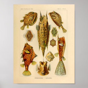 Poster Ostraciontes vintages Couleur Ernst Haeckel Art Im