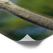 Poster Ostrich (Coin)