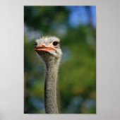 Poster Ostrich (Devant)