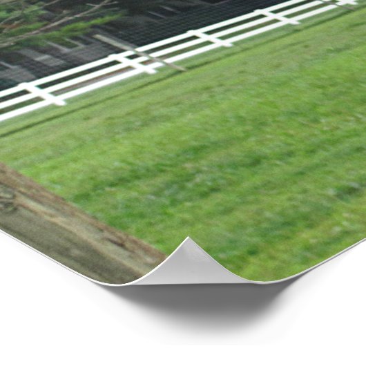 Poster Ostrich (Coin)