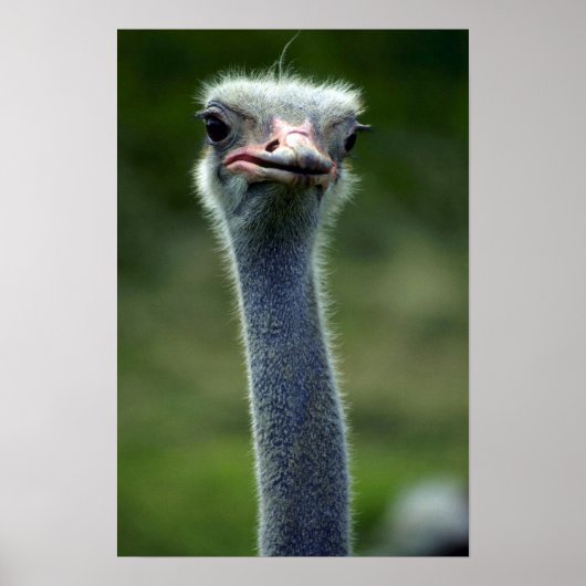 Poster Ostrich (Devant)