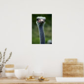 Poster Ostrich (Cuisine)