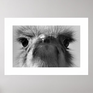 Poster Ostrich#1-Poster